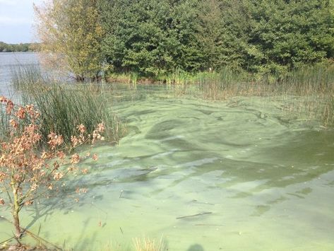 Sage green aesthetic Green Mermaid Aesthetic, Aesthetic Greek, Sage Aesthetic, Sage Green Wallpaper, Forest Photos, Dreamy Landscapes, Green Mermaid, Mermaid Aesthetic, Cottage In The Woods