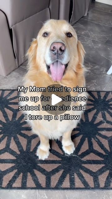 Buddy Smartz on Instagram: "THROWBACK: Buddy doesnt get mad, he gets even! #obedienceschool #funnydog #explorepage #funnydogvideos #funnyvideo #dogstagram #dogsofinsta #dogsofinstagram #storytime #voiceover  Sound Credit: @jimmyandclarence" Dog Sounds, Dog Stories, Funny Dog Videos, Story Time, Dog Days, Dog Owners, Funny Dogs, Funny Stuff, I Laughed