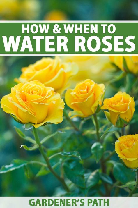 More than many other plants, roses need careful watering to keep them healthy and avoid problems with disease. All kinds of fungal issues are promoted by overwatering or splashing water on the leaves of the plant. Visit Gardener's Path now to learn all about how and when to water roses the right way. #roses #gardenerspath Roses Care Tips, Roses Garden Care, Michigan Garden, Texas Landscaping, Rose Plant Care, Pruning Roses, Knockout Roses, Rose Garden Design, Rose Cuttings