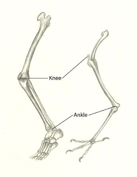 Wing Anatomy, Bird Anatomy, Leg Reference, Leg Anatomy, Hearts Entwined, Drawing Legs, Leg Bones, Bird Artists, Guided Art