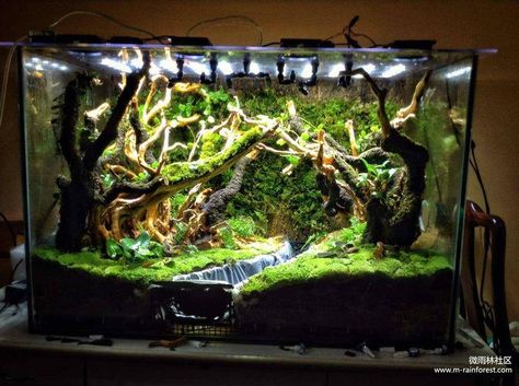 Bioactive Enclosure, Dart Frog Terrarium, Tree Frog Terrarium, Dart Frog Vivarium, Vivarium Ideas, Lizard Terrarium, Bioactive Vivarium, Tropical Terrariums, Snake Terrarium