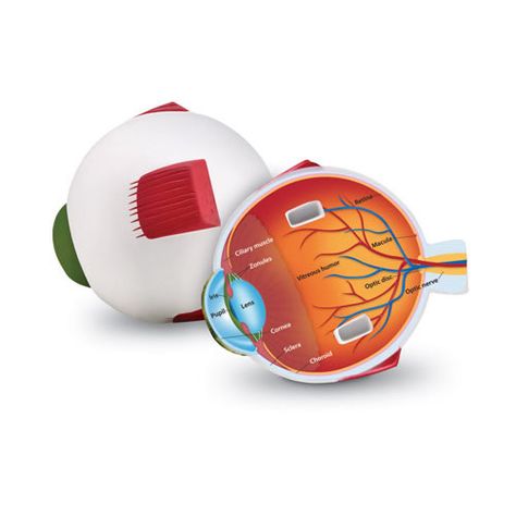 Soft Foam Cross-Section Eye Model Eye Model Project, Eye Diagram, Eye Model, Classroom Accessories, 3d Eye, Optic Nerve, Parts Of The Eye, Science Toys, Model Features