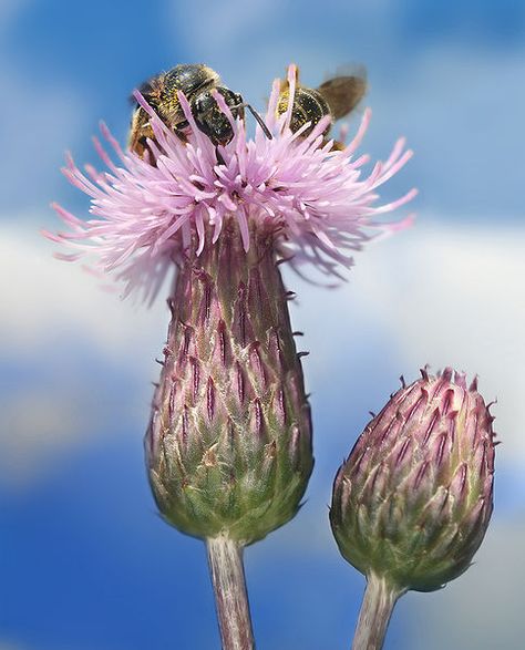 “If you can’t change your fate, change your attitude.”  Ralph Waldo Emerson Creeping Thistle, Thistle Plant, Scotland National Flower, Busy Bees, Thinking Quotes, Wildlife Habitat, Soil Health, Nutrition Labels, Pretty Plants