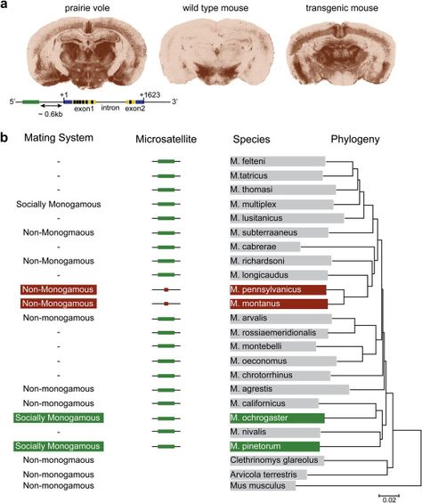 Avpr-1a Vasopressin gene alleles and expression in wildtype and various Vole species compared across mating and pair-bonding behaviors and transgenic voles Pair Bonding