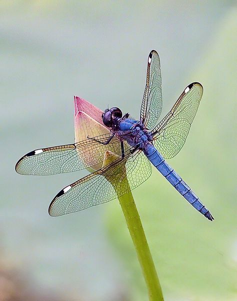 Australian Dragonfly, Creatures Creepy, Real Dragonfly, Dragonfly Flying, Vintage Lockscreen, Dragonfly Images, Dragonfly Photography, Dragonfly Photos, Dragon Flys