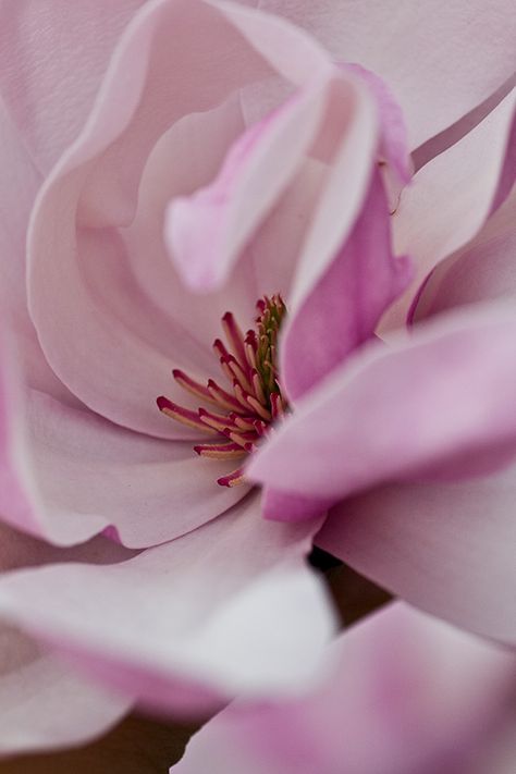 Magnolias on Behance Magnolia Aesthetic, Magnolia Photography, Macro Photography Flowers, Micro Photography, Macro Photos, Enchanted Garden, Art Flowers, Flower Photos, Macro Photography