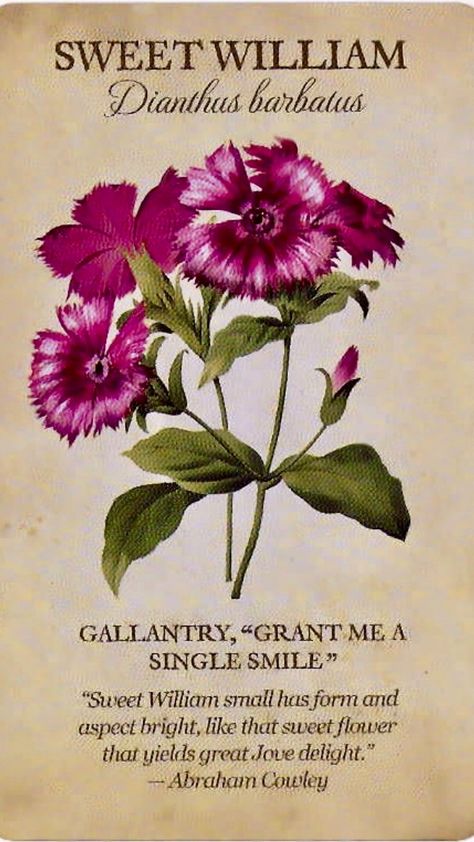 botanical inspirations by lynn araujo Flower Dictionary, Sweet William, Flower Guide, Flower Meanings, Victorian Flowers, Oracle Deck, Flower Names, Language Of Flowers, Flower Quotes