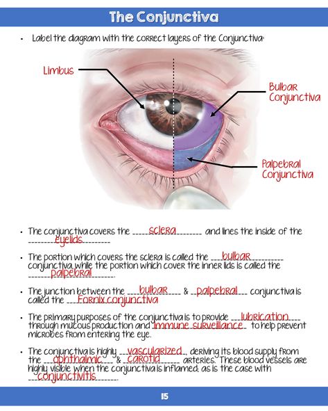 Opthalmic Technician Aesthetic, Optometrist Technician, Opthalmic Technician, Optician Training, Eye Health Facts, Optometry Education, Eye Health Remedies, Medical Terminology Study, Anatomy Education