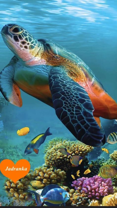 Sea Turtles Wallpaper, Turtles Wallpaper, Turtle Pictures, Sea Turtle Pictures, Tropical Summer, Salt Life, Sea Turtles, Jungle Animals, Sea Turtle