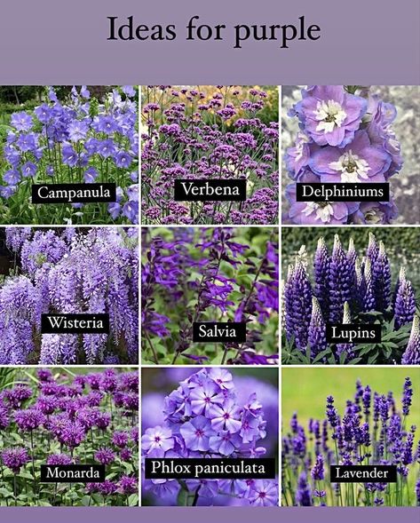 8b Plants, Memory Food, Beautiful Flower Gardens, Start A Vegetable Garden, Front Yard Flowers, Garden From Scratch, Yard Flowers, Garden Perennials, Purple Flowers Garden