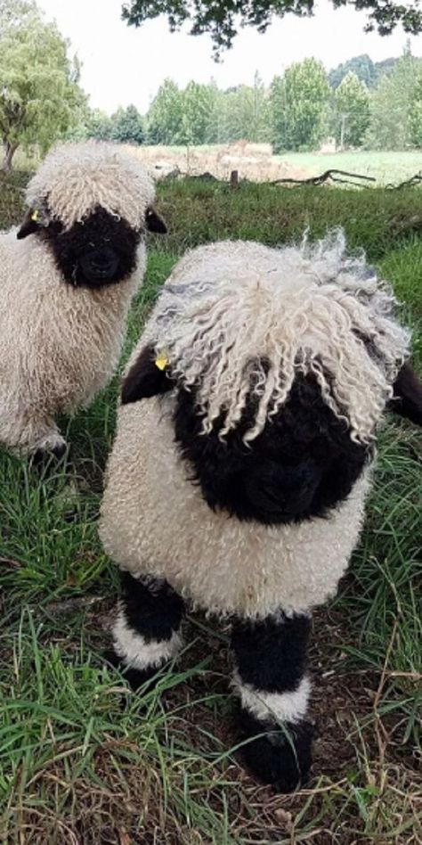 Blacknose Sheep, Valais Blacknose Sheep, Sheep Farm, Sheep And Lamb, Cute Sheep, Please Stop, Hobby Farms, Cute Animal Pictures, Sweet Animals