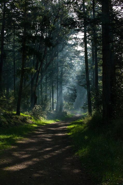 HD wallpaper: nature, trees, portrait display, path, forest, sunlight, dappled sunlight | Wallpaper Flare 4k Portrait Wallpaper, Vintage Wallpaper Retro, Nature Background Images, Wallpaper Retro, Nature Music, Conceptual Photography, Forest Wallpaper, Wallpaper Vintage, Iphone Wallpaper Vintage