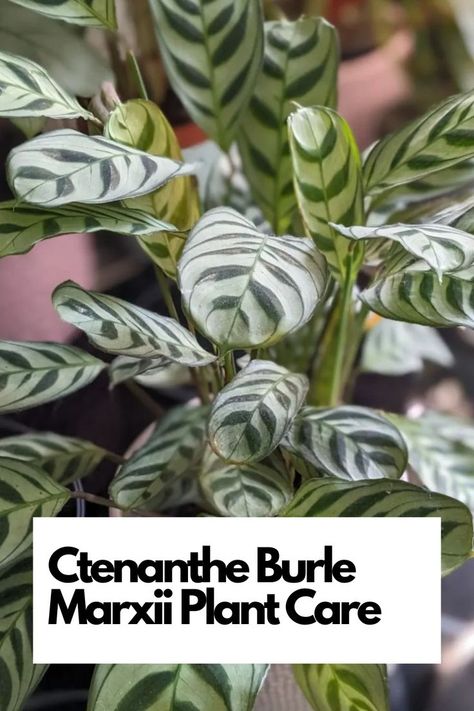 Discover the world of Ctenanthe Burle Marxii care with our expert insights on nurturing this exquisite plant. From lighting preferences to humidity levels, we've got you covered. Elevate your indoor gardening game with these essential tips. Ready to cultivate healthy and vibrant Ctenanthe Burle Marxii? Dive in and uncover the secrets to thriving foliage and lush leaves! IG Photo by: jdesignsthings Liquid Fertilizer, Peat Moss, Free Plants, Mother Plant, Indoor Gardening, Soft Hair, Central America, Plant Care, Green Leaves