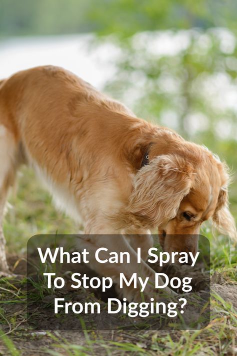 Vinegar and citrus oil are two things you can spray to stop your dog from digging. Commercial dog repellent sprays are also available. These methods will not work for all dogs, so it may take some trial and error to discover what works for your dog. Whether you choose a homemade or commercial product, such sprays are a good starting point for pet owners who want to curb this behavior. Dog Repellent Spray For Yard, How To Stop A Dog From Digging, Dog Deterrent Spray, Stop Dogs From Digging, Dog Repellent Spray, Outdoor Dog Runs, Dog Deterrent, Dog Digging, Dog Repellent