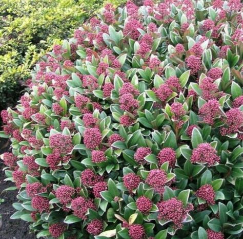 Potted Bushes, Cottage Garden Border, Skimmia Japonica, Shady Border, Cottage Garden Borders, Garden Landscape Ideas, Plant In Pot, Front Gardens, Garden Border