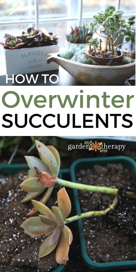 Succulent Garden Outdoor, Hardy Succulents, Survive Winter, Gardening Planting, Succulent Landscape Design, Succulent Garden Indoor, Garden Therapy, Succulent Garden Design, Plant Care Houseplant