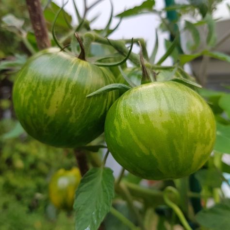 Growing Green Zebra Tomatoes - Unique, Bold & Amazing Flavor! Zebra Tomatoes Recipes, Green Zebra Tomato, Worm Castings Tea, Tomato Seedlings, Fresh Dishes, Growing Greens, Green Zebra, Canning Tomatoes, Organic Tomatoes