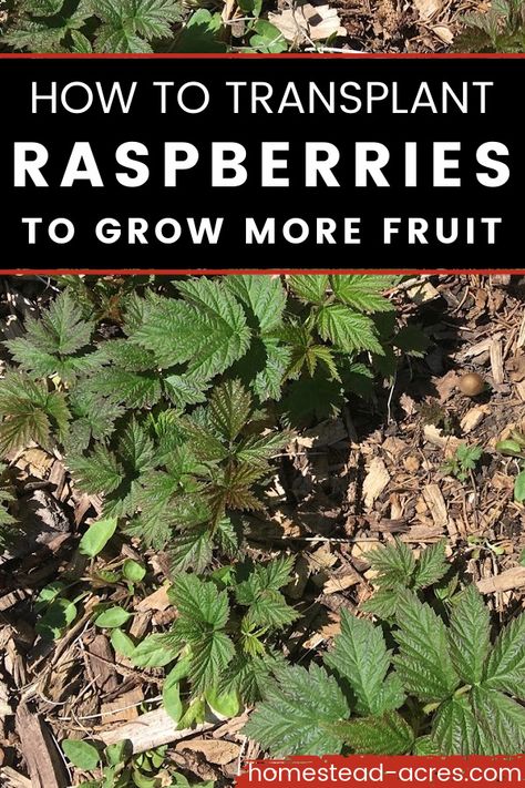 Raspberry suckers. Text overlay says How To Transplant Raspberries To Grow More Fruit. Thornless Raspberries, Raspberry Bushes Care How To Grow, Preserving Raspberries, Raspberry Garden Ideas, Raspberry Pruning, Planting Raspberries, Tennessee Gardening, Raspberry Garden, Pruning Raspberries