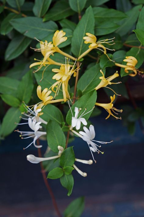 Lonicera Japonica, Honeysuckle Tattoo, Honeysuckle Cottage, Honeysuckle Plant, Japanese Honeysuckle, Honey Suckle, Honeysuckle Vine, Flower Pot Design, Honeysuckle Flower