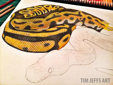 sss-slowly moving along on my Ball Python, and never sharped pencils so much during a drawing!!  ‪#‎python‬ ‪#‎ballpython‬ ‪#‎snakes‬ ‪#‎reptiles‬ ‪#‎scales‬ ‪#‎reptilepets‬ ‪#‎pets‬ ‪#‎snake‬ ‪#‎reptile‬ ‪#‎petsnakes‬ ‪#‎coldblooded‬ ‪#‎coloredpencil‬ ‪#‎drawing‬ Realistic Snake Drawing Color, Snake Drawing Color, Snake Skin Drawing, Snake Scales Drawing, Ball Python Drawing, Snake Reference, Python Drawing, Portfolio Drawings, Reptile Scales