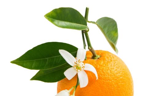 Orange fruit and orange blossom on a twig with green leaves isolated on white background. Tattoo Plant, Neroli Essential Oil, Neroli Oil, Fruit Orange, Fruit Photography, Essential Oil Benefits, Fruit Painting, Botanical Oils, 수채화 그림