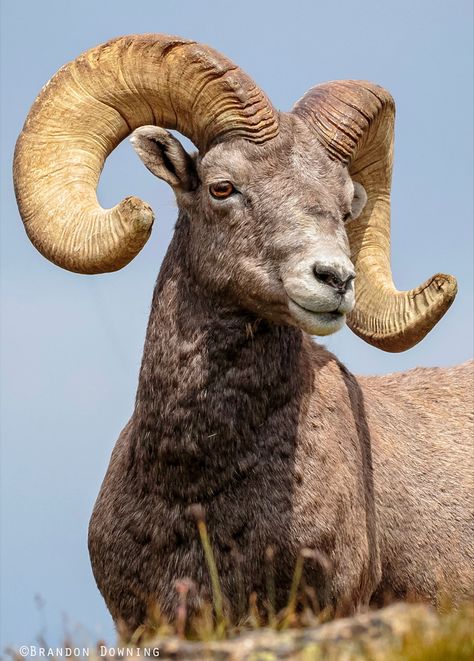 The largest wild sheep in North America. Live References, Bighorn Ram, Cloven Hooves, Wild Sheep, Ram Sheep, Dad Tattoo, Big Horn Sheep, Mountain Goats, Bighorn Sheep