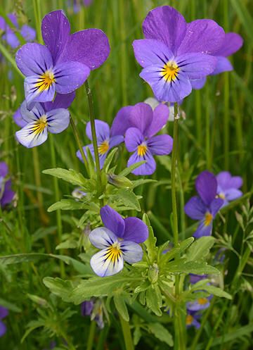 STEMORSBLOMST - Viola tricolor Viola Tricolor, Jungle Mural, Meadow Garden, Yard Work, Edible Flowers, Garden Planning, Botanical Illustration, Tri Color, Seeds