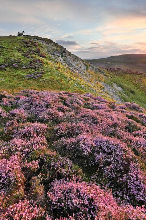 Rex Preston, Scotland Mountains, Scottish Cottage, Heather Hills, Scottish Cottages, Scottish Heather, Bedroom Mural, Scottish Mountains, Irish Landscape