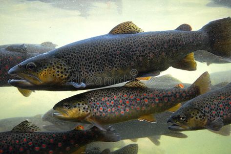 Trout. Multicoloured trout swim in a river uncontaminated , #Ad, #trout, #Multicoloured, #Trout, #uncontaminated, #river #ad Brown Trout Painting, Rainbow Trout Picture, Rainbow Trout Jumping Out Of Water, Trout Jumping Out Of Water, Brown Trout, Fish Pet, Stock Images, Fish, Stock Photos