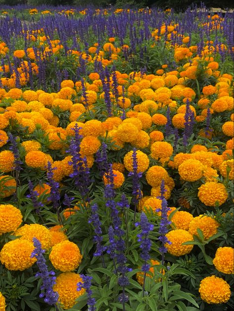 purples & oranges #flowers #plants #greens #aesthetic #bouquet Red Orange Yellow Green Blue Purple Aesthetic, Purple And Yellow Flowers Aesthetic, Purple Green Yellow Aesthetic, Yellow And Purple Aesthetic, Purple Yellow Aesthetic, Yellow Purple Aesthetic, Purple And Yellow Aesthetic, Ace Core, Aesthetic Bouquet