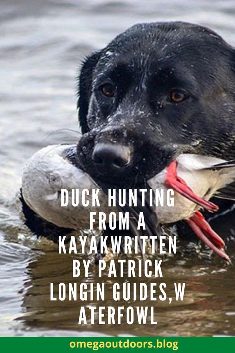 There are plenty of ways to duck hunt. Many of them are fairly basic, but have you ever thought about using a kayak to duck hunt? If you use a kayak you can have a major advantage over the average duck hunter. #huntinggear #bowhunting #deerhunting #whitetail #bigbuck #huntingrifle #giantbuck #outdoorsmen #LasCuevasRanch Upland Bird Hunting, Duck Dog, Puppy Stages, Duck Hunt, Animal Attack, Big Game Hunting, Waterfowl Hunting, Hunting Life, Duck Hunter