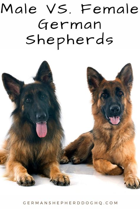 German Shepherd Care, Long Haired German Shepherd, Female German Shepherd, Sable German Shepherd, Male Vs Female, German Shepherd Gifts, Best Dogs For Families, Gsd Dog, German Shepards