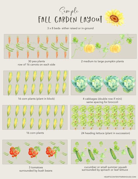 Learn how to plan a fall vegetable garden in your backyard. If you don't plant in summer for a second harvest, you are missing a big opportunity! But you will need to plan ahead. Use this planning calendar and layout sample to help you get even more out of your vegetable garden every year. Fall Vegetable Garden, Planting Pumpkins, Spring Crops, Vegetable Harvest, Backyard Garden Layout, Garden Layout Vegetable, Vegetable Garden Planning, Planning Calendar, Corn Plant