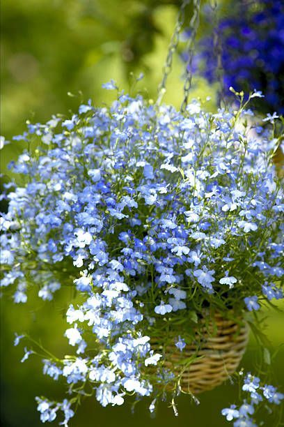 Blue Flower Top, Ground Orchids, Big Leaf Hydrangea, Easy Waves, Hanging Flower Pots, Shade Flowers, Planting Shrubs, Plant Tags, Big Leaves