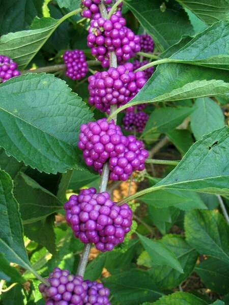 American Beautyberry, Beauty Berry, Autumn Sage, Jelly Recipe, Small Shrubs, Echinacea Purpurea, Jelly Recipes, Organic Garden, Master Gardener