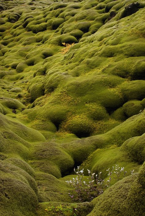 Wetlands Photography, Moss Growing, Moss Garden, Reykjavik, Nature Beauty, Beautiful World, Wonders Of The World, Mother Nature, Iceland