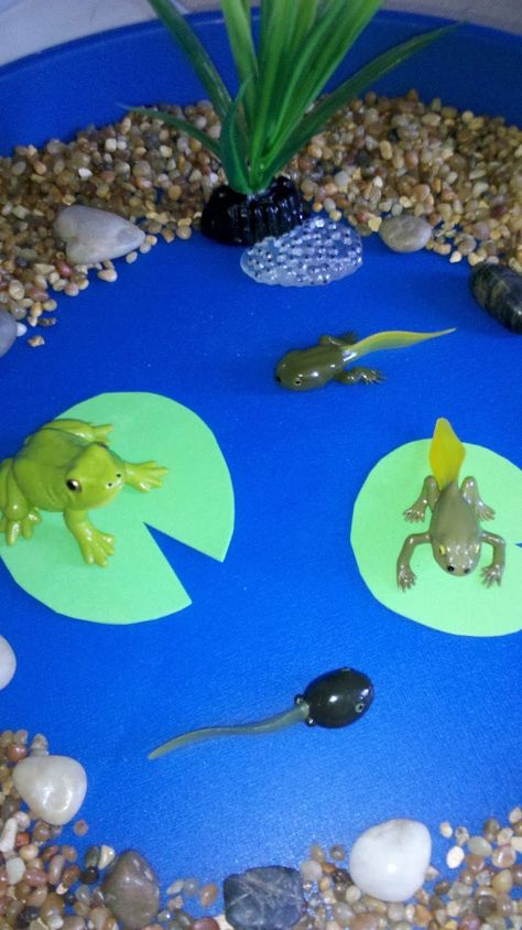 Frog Project, Frog Life Cycle Craft, Frog Life Cycle Activities, Life Cycle Of A Frog, Frog Habitat, Frog Activities, Frog Life Cycle, Habitats Projects, Life Cycle Craft