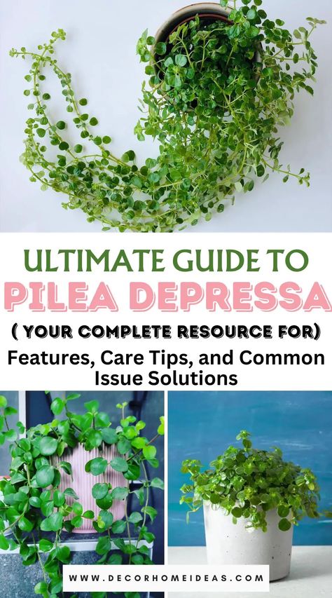 Master the art of nurturing Pilea Depressa with our comprehensive care guide. Explore its unique features and effective solutions to common issues, ensuring your Pilea thrives in style. Garden Spade, Greenhouse Plants, Succulent Garden Diy, Houseplants Indoor, Top Soil, Hardy Plants, Succulent Garden, Growing Indoors, Yellow Leaves