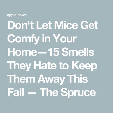 Don't Let Mice Get Comfy in Your Home—15 Smells They Hate to Keep Them Away This Fall — The Spruce How To Get Mice Out Of Your House, Keep Mice Out Of House, Diy Mice Repellent, Dead Mouse, Mice Repellent, Deep Cleaning House, Household Pests, The Spruce, Kitchen Tips