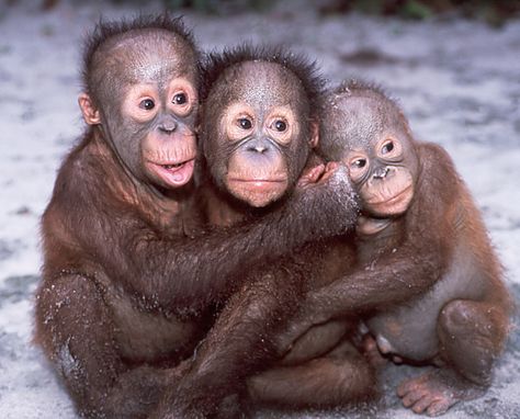 Cute Orangutan Babies! | Three baby orangutans from the Sepi… | Flickr Spirituality Practice, Three Monkeys, Animal Hugs, Baby Orangutan, Mandrill, Rehab Center, Cute Monkey, Wildlife Animals, Primates