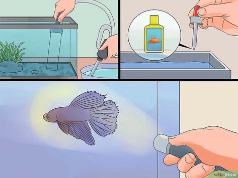 6 formas de salvar a un pez beta que se está muriendo Betta Fish Care, Aquascape Aquarium, Beta Fish, African Cichlids, Fish Care, Fish Tank Decorations, Beautiful Fish, Freshwater Aquarium, Colorful Fish