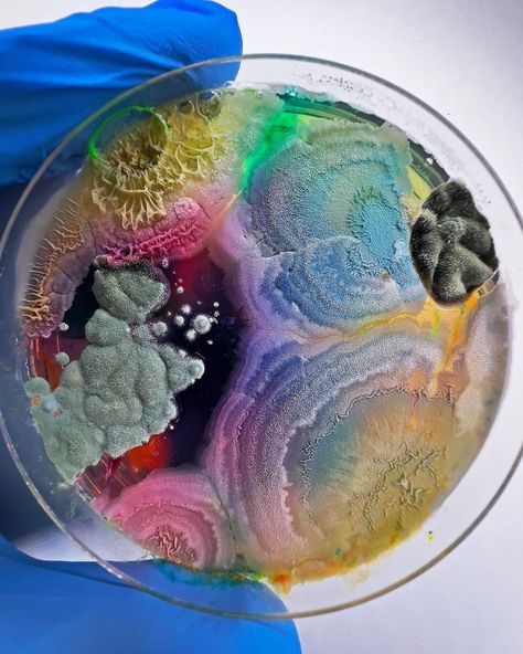 Mold Painting, Decay Art, Speculative Design, Visual Library, Growth And Decay, Petri Dishes, Biology Art, Bio Art, Spoiled Rotten