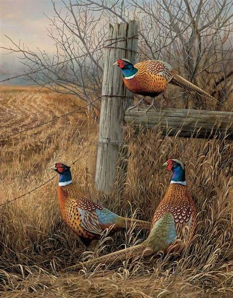 Pheasant Painting, Genos Wallpaper, Hunting Art, Pheasant Hunting, Wildlife Artwork, Kirby Art, Bird Hunting, Wildlife Paintings, Game Birds