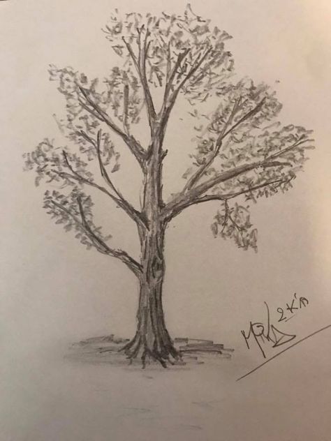 Sketch Tree Pencil, Tree Sketches Simple To Draw, How To Draw Realistic Trees, Tree With Fruits Drawing, Detailed Tree Drawing, Anime Tree Drawing, Tree Sketches Pencil, Tree Drawing Realistic, Tree Sketches Simple