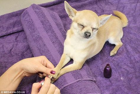 Chihuahua Art, Pet Spa, Pampered Pooch, Stylish Lifestyle, Pet Boutique, Dog Blog, Dogs Of The World, Pet Grooming, Cuteness Overload