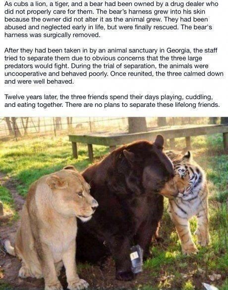 Awee Tiger And Bear, Animals Friendship, Lion Tiger, Animal Stories, Nixon, Animals Friends, Big Cats, Beautiful Creatures, Animal Kingdom