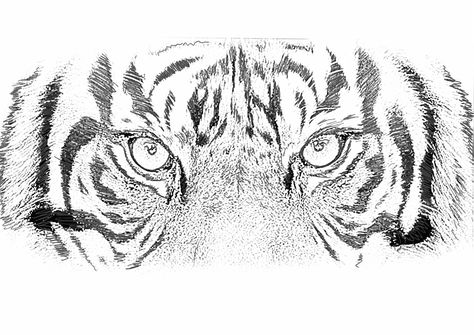 Half Animal Face Tattoo, Tiger Eye Stencil, Tiger Eye Tattoo Stencil, Tiger Eyes Tattoo Stencil, Zoey Tattoo, Tiger Eyes Tattoo Design, Tiger Tattoo Stencil, Tiger Face Drawing, Tiger Stencil