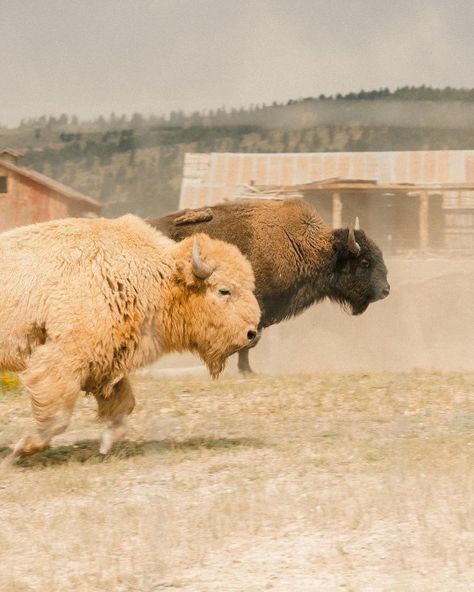 ✸This Old Stomping Ground✸ on Tumblr Bison Aesthetic, Old Western Aesthetic, Branding Cattle, Western Family Photos, Western Animals, Bison Ranch, Triune God, White Bison, Bison Art