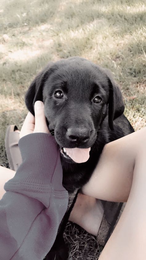 Black Lab Puppy, Female German Shepherd, Australian Cattle Dog Mix, Genesee County, German Shepherd Mix, Australian Shepherd Mix, Post Animal, Lab Puppy, Boxer Mix