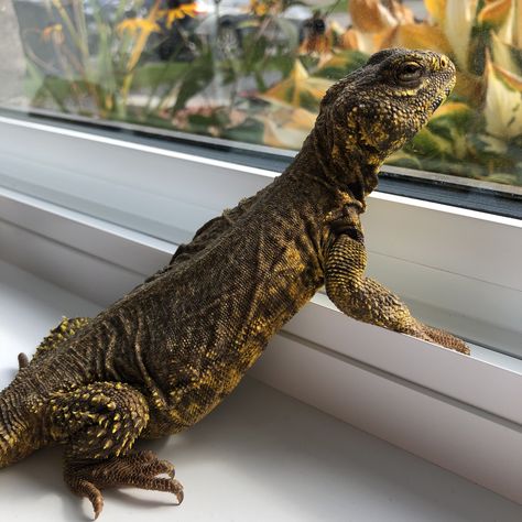 Uromastyx Lizard, Tmnt Oc, Reptile Pets, Baby Dragons, Yellow Animals, Human Babies, Animal Protection, Reptiles Pet, Baby Dragon